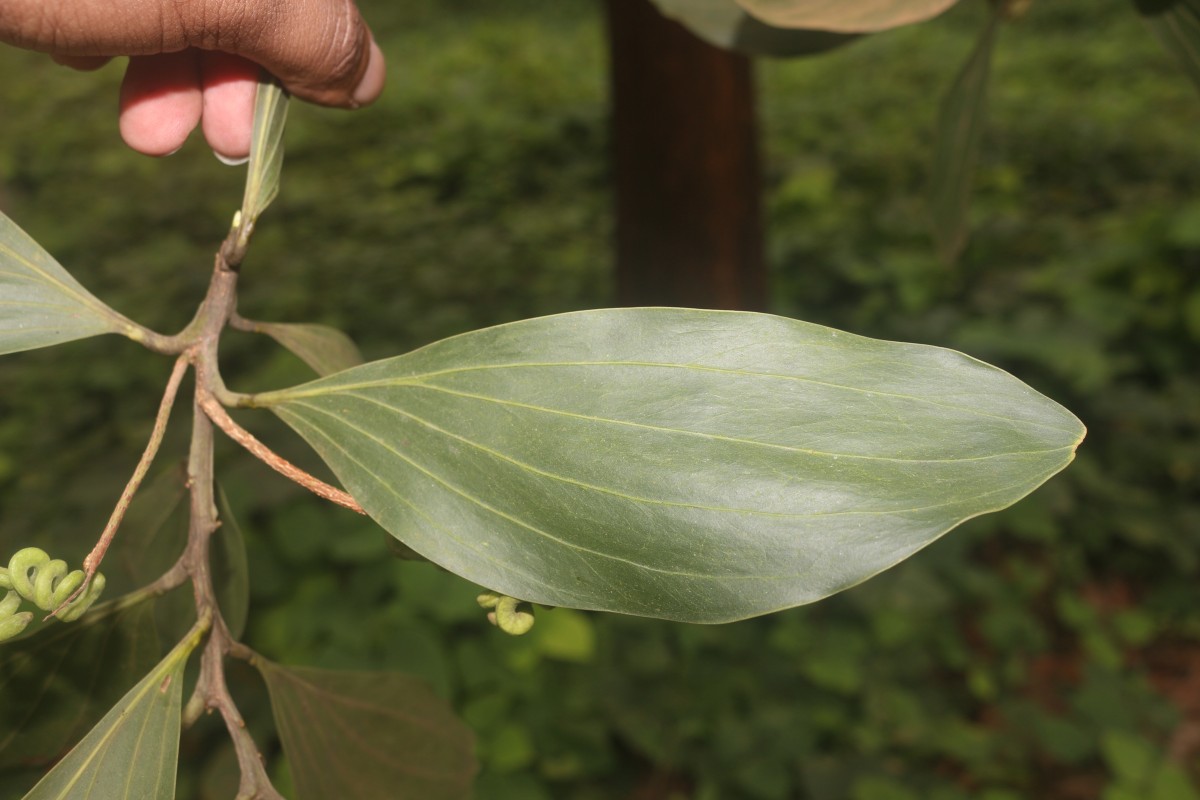 Acacia mangium Willd.